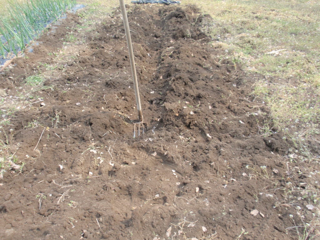 溝を掘り肥料を投入