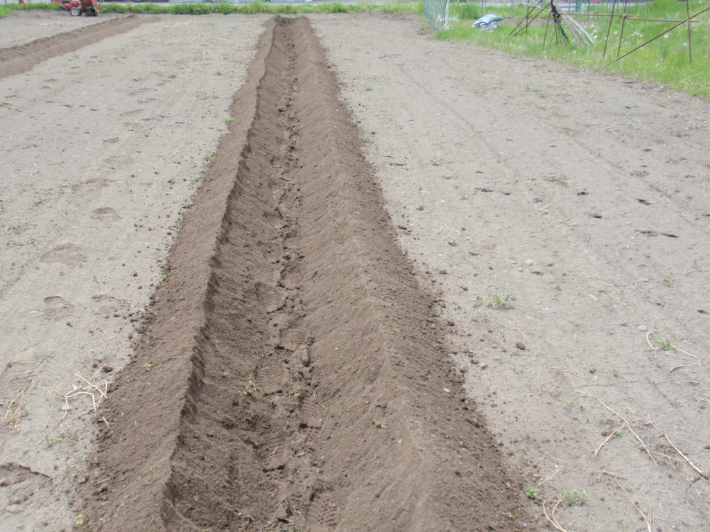 真っすぐな畝の前処理　溝を掘る