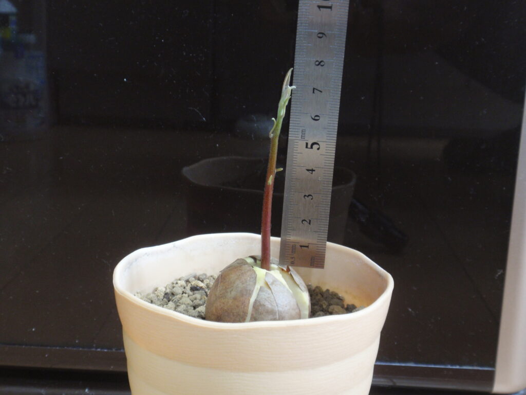 アボカドを種から育てる　77日後　芽の長さ77ｍｍ
