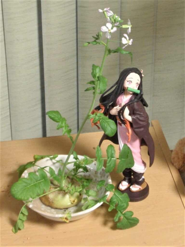 鬼滅の刃 禰豆子のフィギュア　バンダイ・バンプレスト　と　大根の花のコラボ