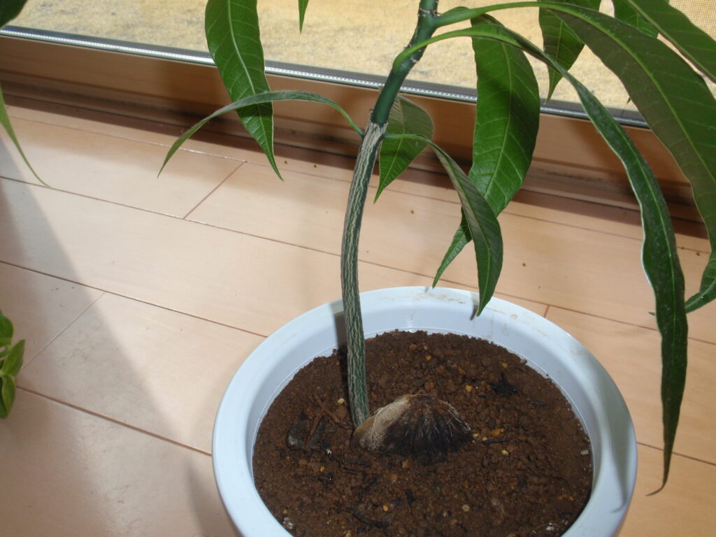 マンゴー栽培8カ月後　幹の下半分が木質化？