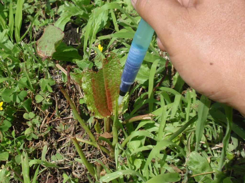 水彩用水ペンを使用して、枯らしたい雑草のみに除草剤を塗布