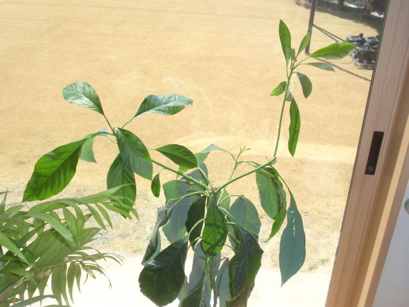 アボカド栽培2年と４カ月後　枝わかれした先が順調に伸びています。