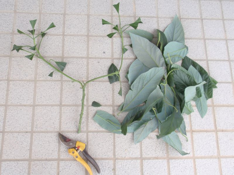 アボカド栽培2年半後　切り落とした幹（枝？）は水差しにして経過を観察します。