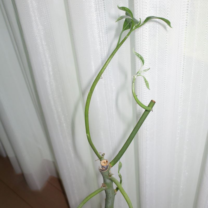 アボカド栽培2年と８か月後　新たに日本の枝が伸び始めました。