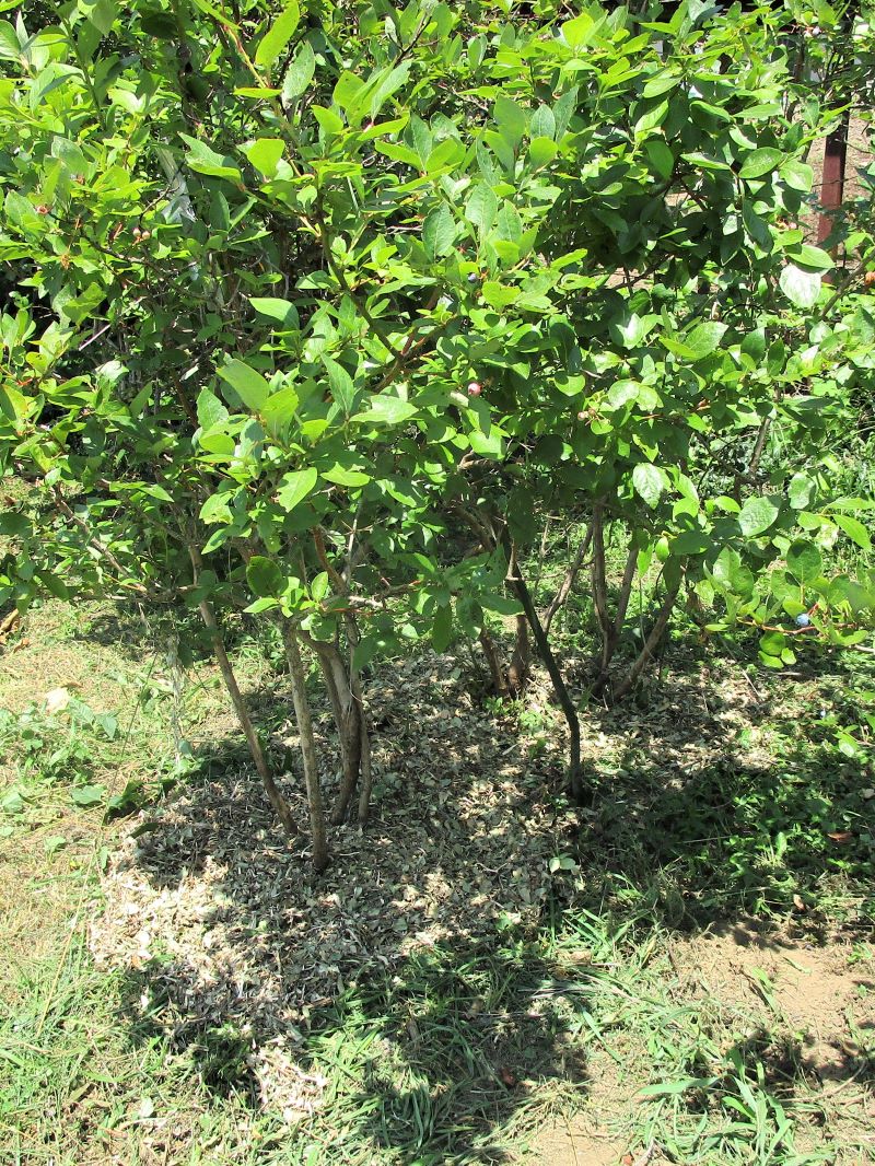 ガーデンシュレッダー　京セラ（旧リョービ）GS-2010で処理した枝をブルーベリーの根元のマルチング材として利用