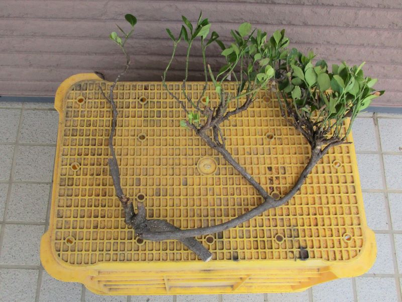 京セラ（旧リョービ）ガーデンシュレッダー GS-2010　切断能力確認のためにマサキの枝を用意