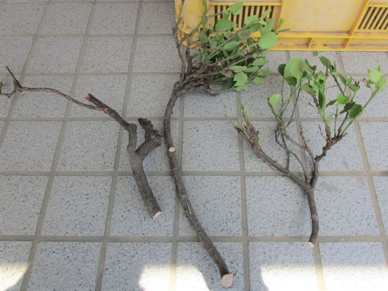 京セラ（旧リョービ）ガーデンシュレッダー GS-2010　ガーデンシュレッダーに投入できる大きさに枝を分割