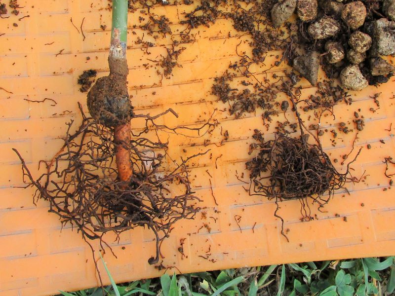 アボカド栽培　植え替え②腐った根の除去