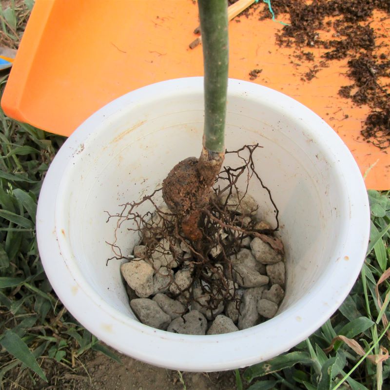 アボカド栽培　植え替え④　鉢底に軽石を入れて水はけを良くします。