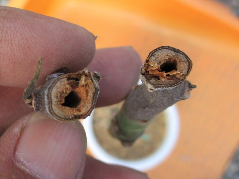 アボカド栽培　木の先端の枯れた部分を切ってみると中心が空洞になっていて、芯がありません。