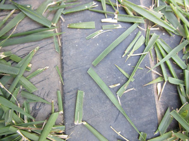 金星（キンボシ／ゴールデンスター／Golden Star）の古い芝刈り機の固定刃を二面研磨した後　野芝を試し刈り　刈り取った葉の写真