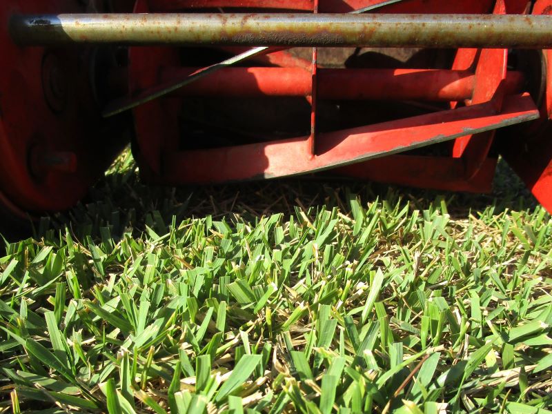 金星（キンボシ／ゴールデンスター／Golden Star）の古い芝刈り機の固定刃を二面研磨した後　野芝を試し刈り