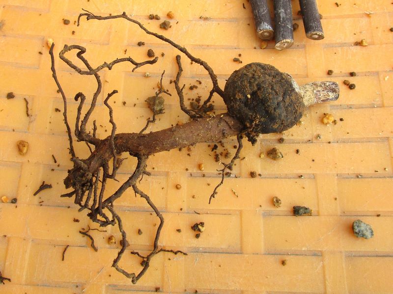アボカド栽培2年と10か月後　枯れてしまったアボカドの木の根の写真
