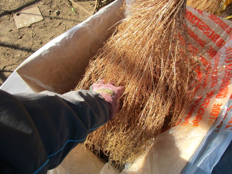 コキア（ほうきぐさ）で簡単に作るほうきの作り方①手櫛で、種や枯れ葉を取り除きます。