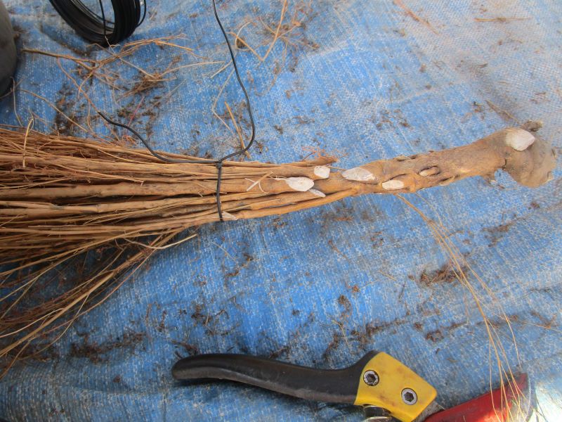 コキア（ほうきぐさ）で簡単に作るほうきの作り方⑩切り落とした下方の枝を本体にまとめて針金で固定