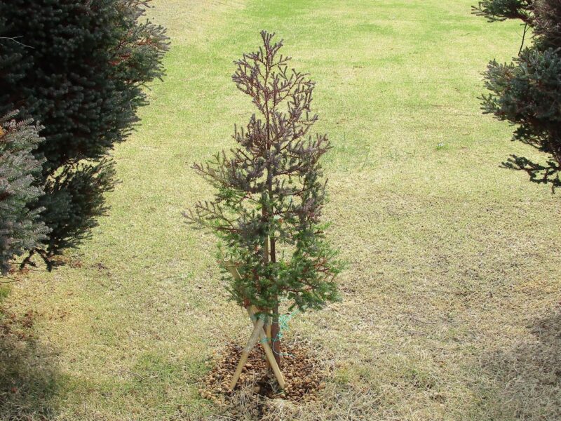 ヌマヒノキ（沼檜）レッドスター（パープルフェザー）を地面に直接植えて挿し木で育ててみます。