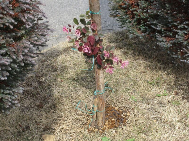 挿し木で1年間育てたベニバナトキワマンサクを地面に植付けした写真