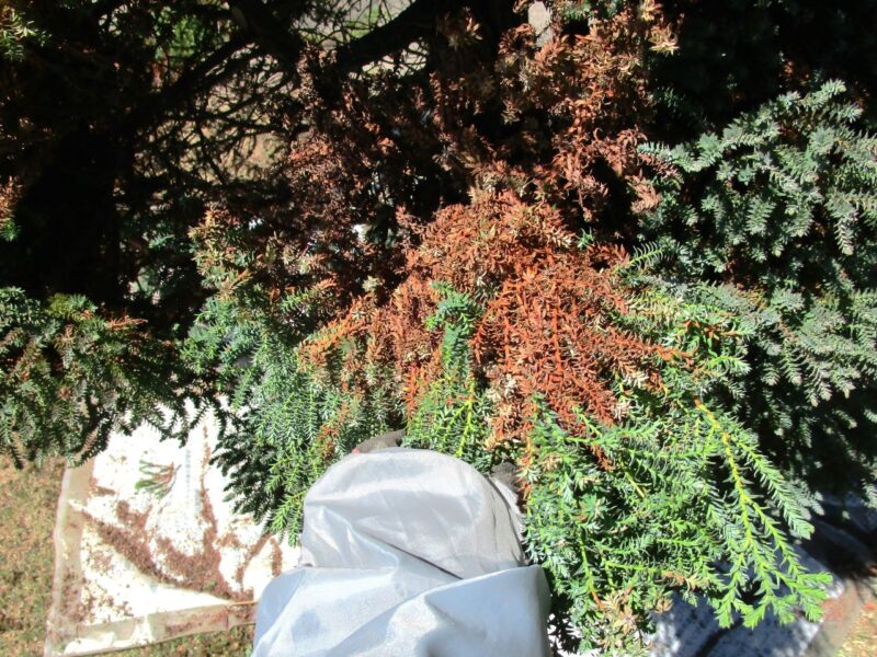 コニファー・ヌマヒノキ/レッドスター（パープルフェザー）の剪定作業④木の内側の密集した枯れ葉の写真