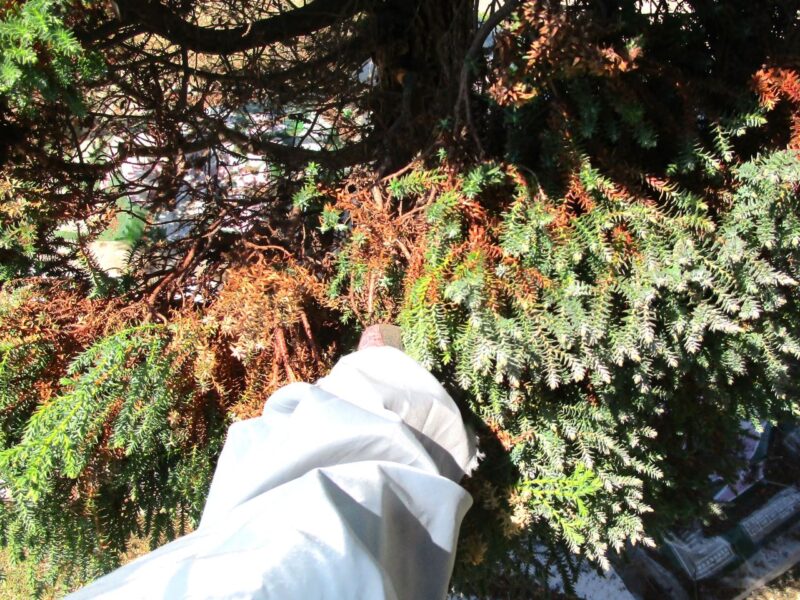 コニファー・ヌマヒノキ/レッドスター（パープルフェザー）の剪定作業⑤木の内側の密集した枯れ葉を除去した写真