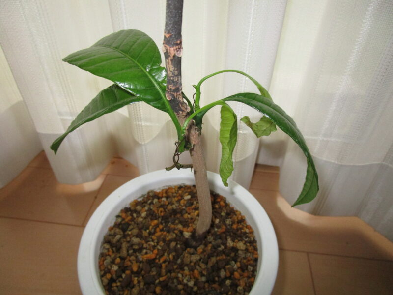 マンゴー栽培2年と11カ月  土に植え替えてから２年10カ月後
枝分かれした新しい葉の部分の写真