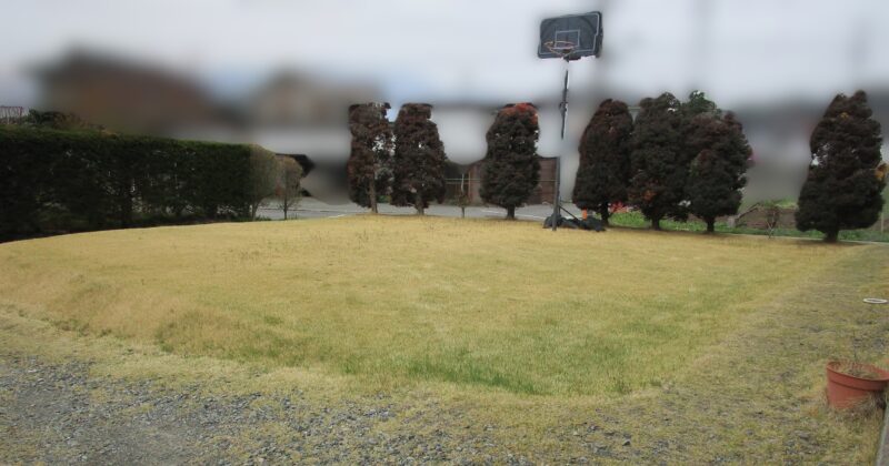 4月後半になり、緑色の葉が長く伸びてしまった芝生の、更新前の写真